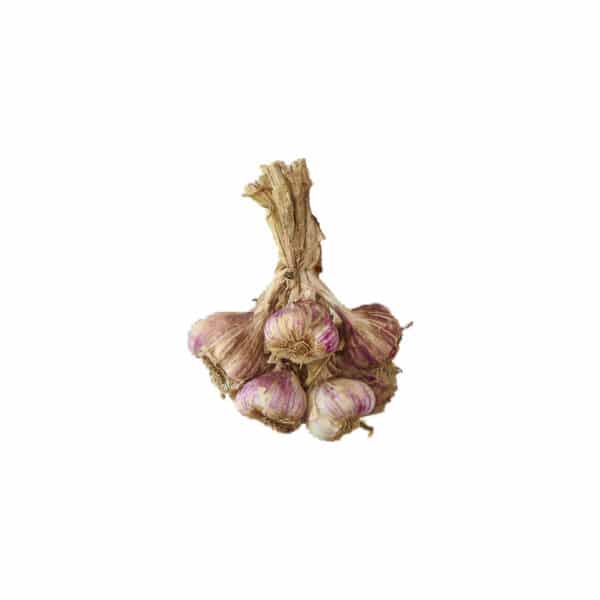 Bouquet d'ail violet - Ferme Tricart - Arleux